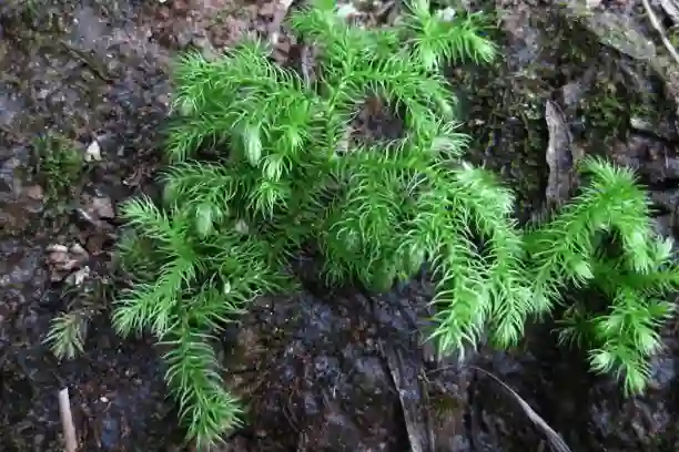 What is Lycopodium Used For?